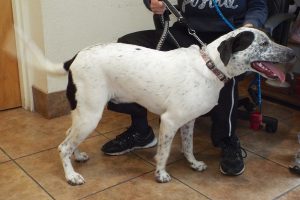 Picture of Atticus