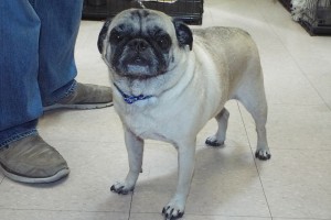 Picture of Bandit
