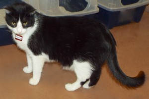 Picture of Barney