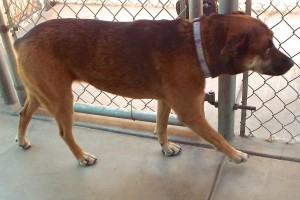 Picture of Belle