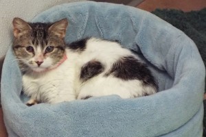 Picture of Blossom