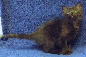 Picture of Bonnie