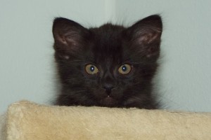 Picture of Bonnie