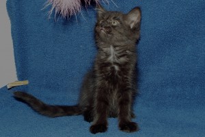 Picture of Bonnie