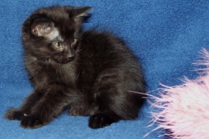Picture of Bonnie