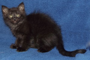 Picture of Bonnie