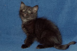Picture of Bonnie