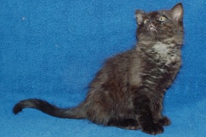 Picture of Bryson
