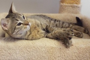 Picture of Bubba