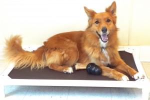 Picture of Coda