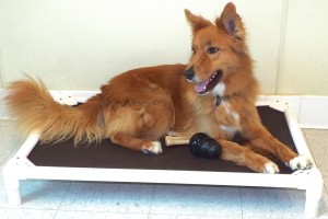 Picture of Coda