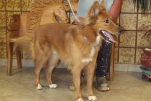 Picture of Coda