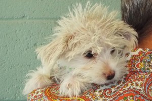 Picture of Cognac