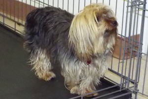 Picture of Daisey