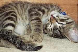 Picture of Demetrius