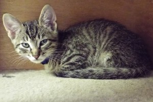 Picture of Demetrius