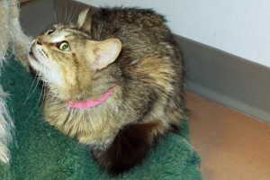 Picture of Dulce