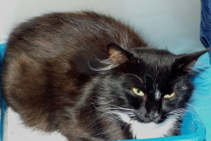 Picture of Chloe