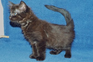 Picture of Erica