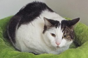 Picture of Feisty