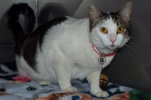 Picture of Feisty