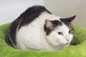 Picture of Feisty