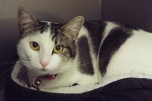 Picture of Feisty