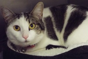 Picture of Feisty