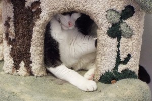 Picture of Felix