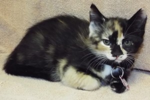 Baby Flute