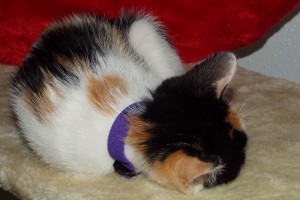 Picture of Helena