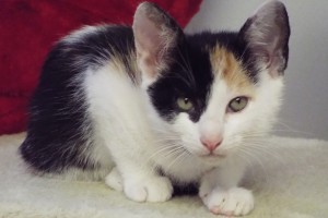 Picture of Helena