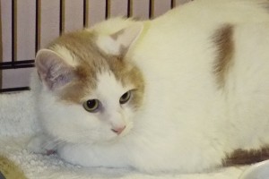 Picture of Holly
