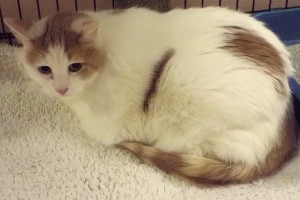 Picture of Holly