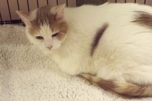 Picture of Holly