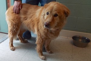 Picture of Honey Bear