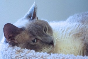 Picture of Isabella