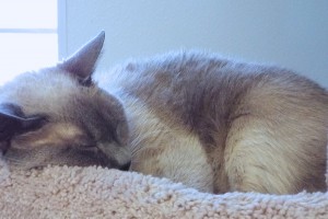 Picture of Isabella