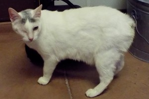 Picture of Kolamoche