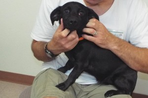 Picture of Lola