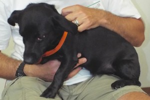 Picture of Lola