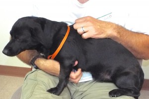 Picture of Lola