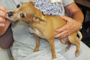 Picture of Lolita