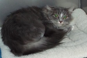 Picture of Meow Meow