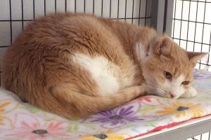Picture of Mr. Kitty Cat