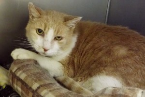 Picture of Mr. Kitty Cat