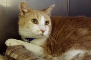 Picture of Mr. Kitty Cat