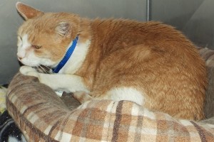 Picture of Mr. Kitty Cat