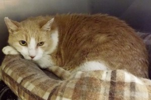 Picture of Mr. Kitty Cat