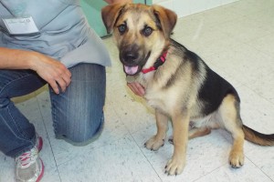 Picture of Pancho